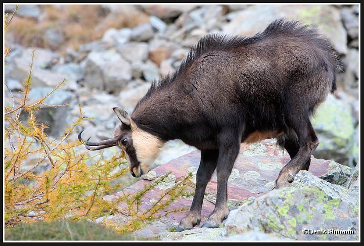 Chamois mâle en rut marquant un mélèze