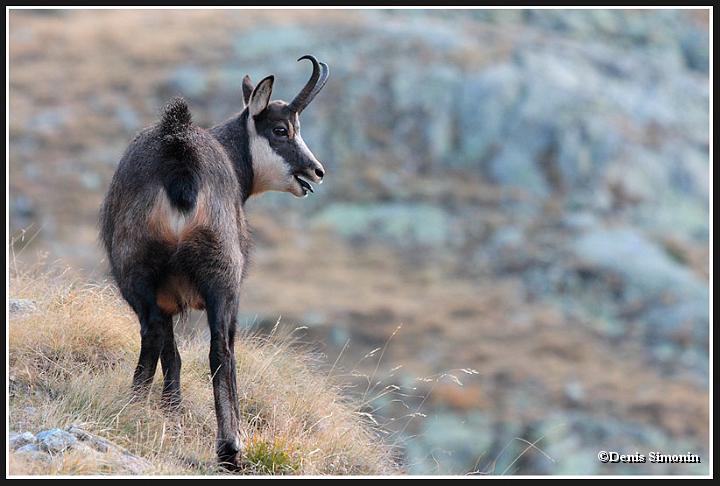 Chamois mâle en rut