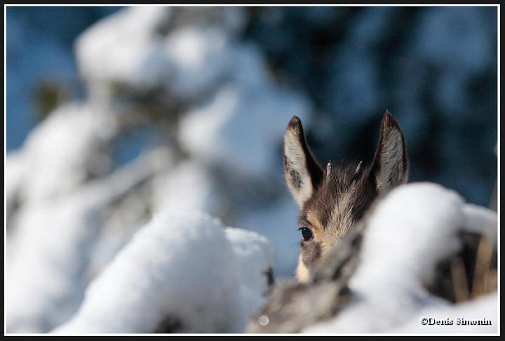 Cabri de chamois