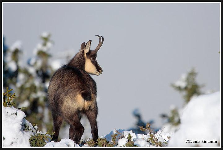 chamois mâle en hiver