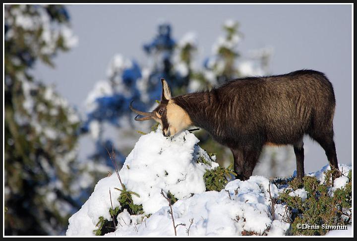 chamois mâle en rut
