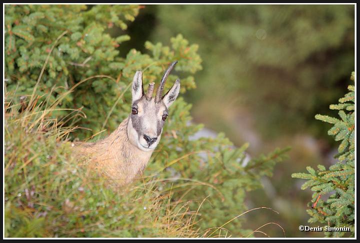 chamois unicorne