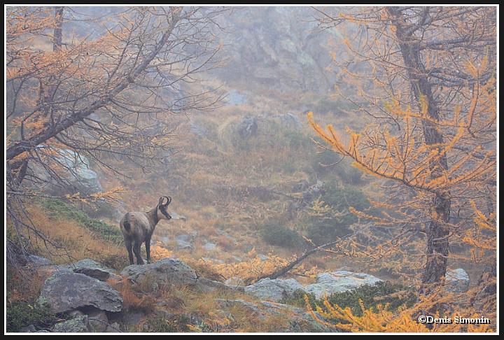 Chamois dans les mélèzes et le brouillard