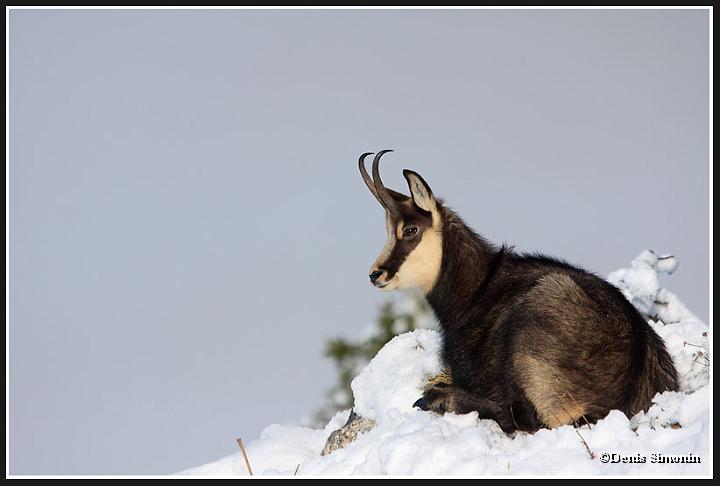 femelle chamois dans la neige