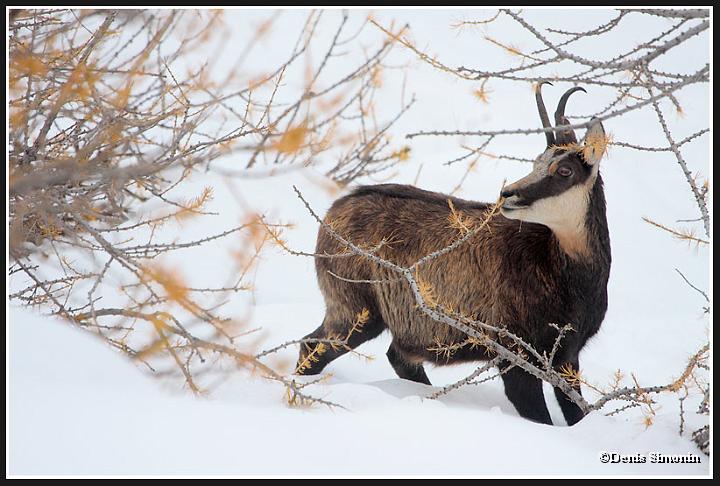Chamois dans la neige broutant un mélèze