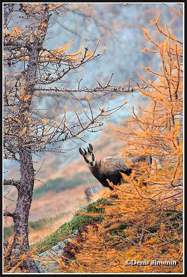 Chamois dans les mélèzes