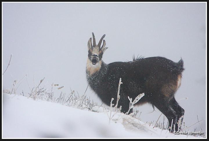 Chamois mâle en rut