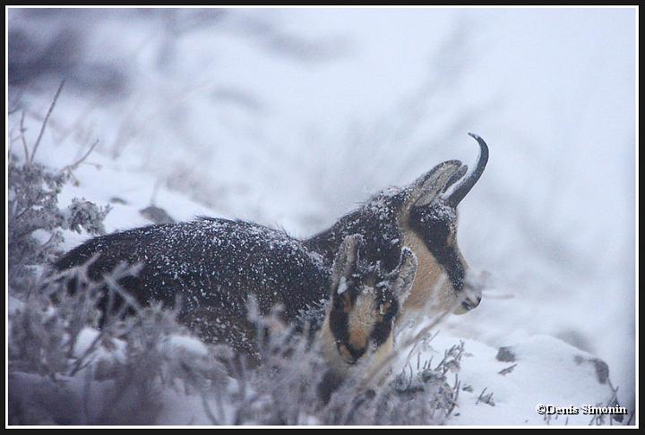 chamois en hiver