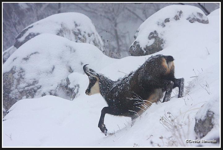chamois neige hiver