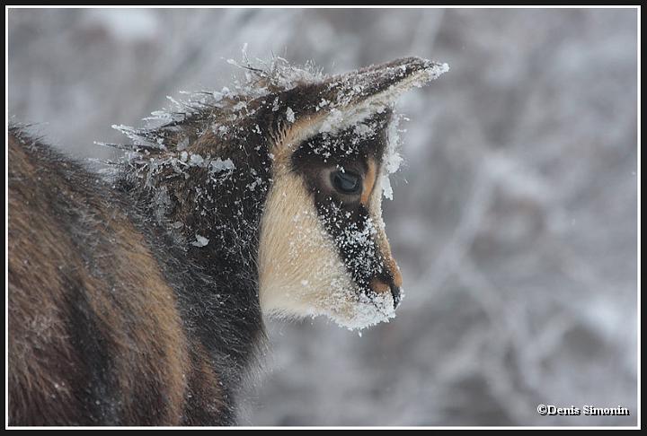 cabri hiver glace