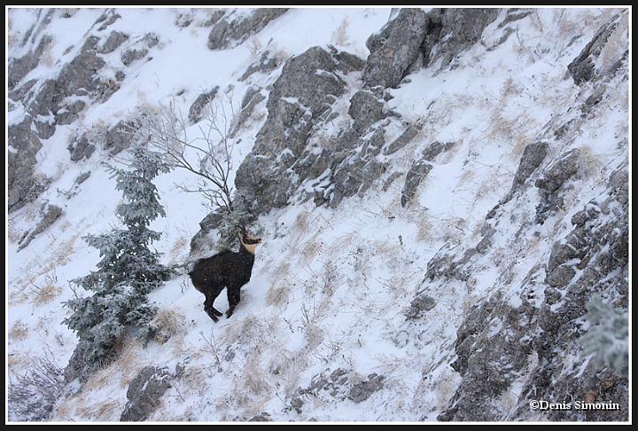 chamois mâle durant le rut