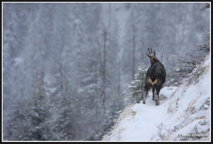 Chamois en viver