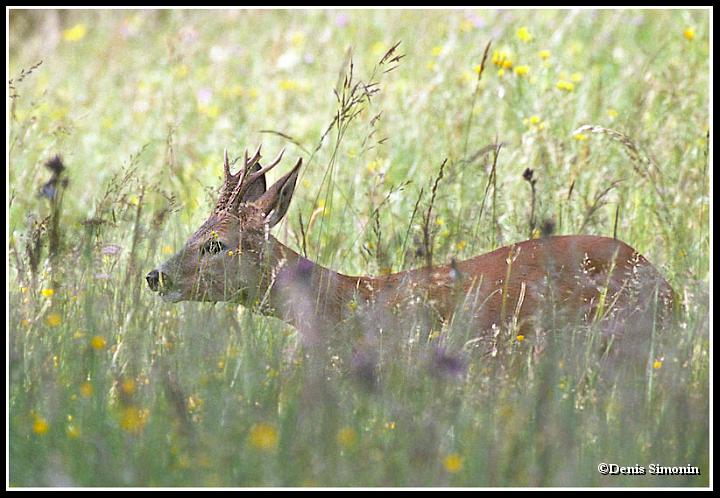 jeune brocard en été