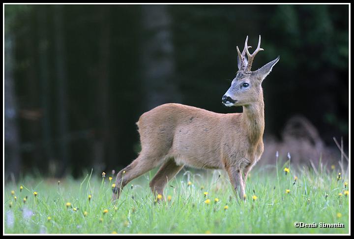 brocard en été