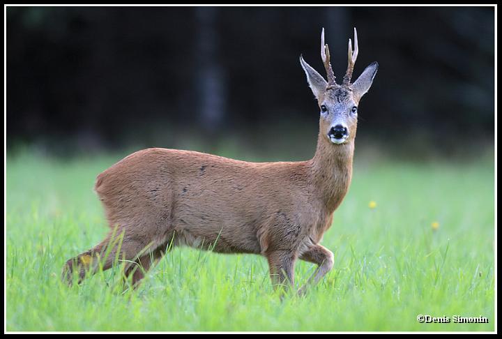 brocard en été