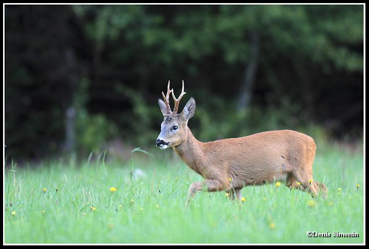 brocard en été