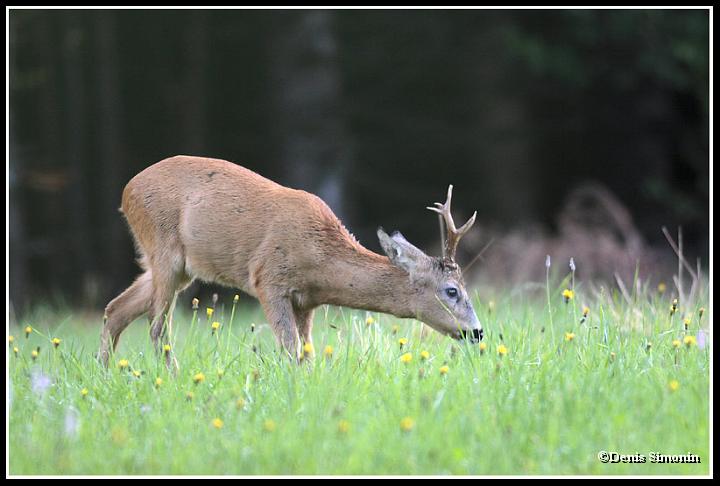 brocard en été