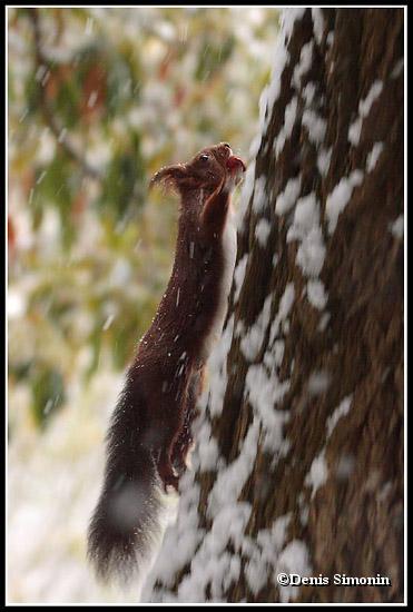 écureuil roux sous la neige