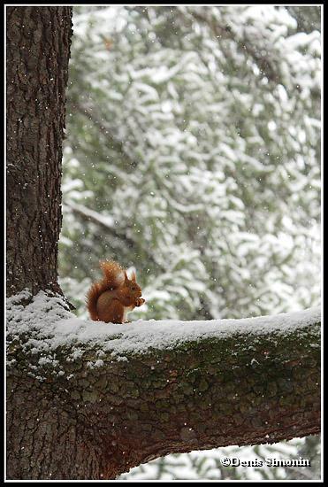 écureuil roux sous la neige