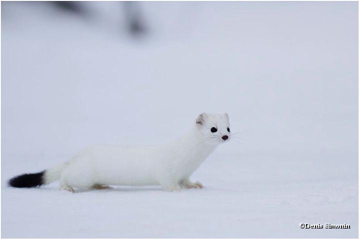 Hermine en hiver