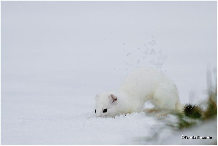 Hermine en hiver en train de creuser