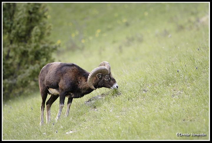 Mouflon mâle - Trièves
