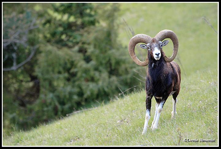 Mouflons mâles - Trièves