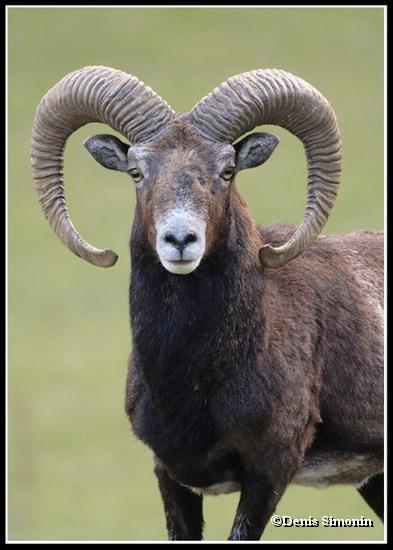 Mouflon mâle