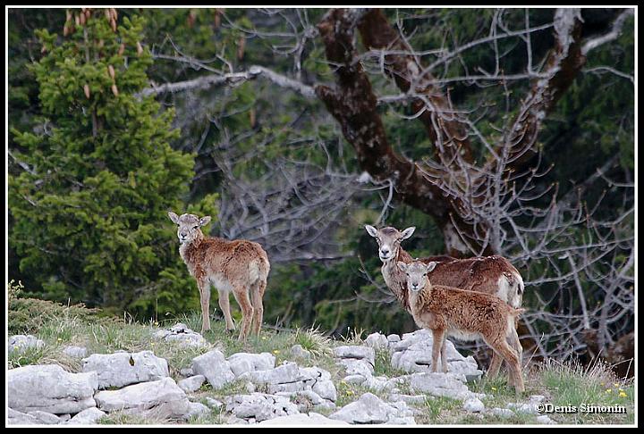 femelle mouflon et ses agneaux