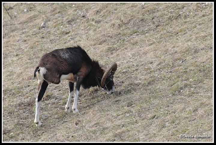 Mouflon à 3 pattes 