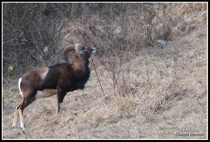 Mouflon mâle - Trièves