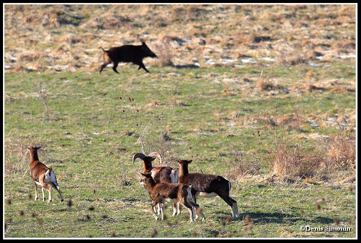 Groupe de mouflons et sanglier