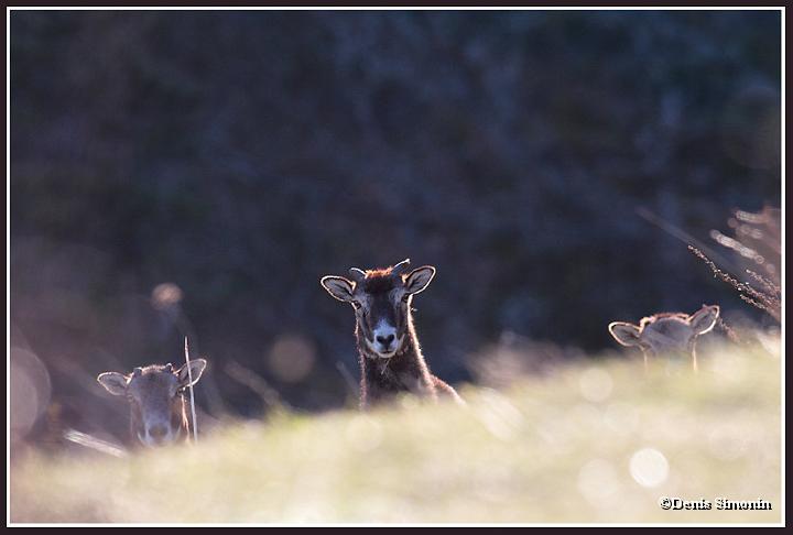 jeunes mouflons curieux