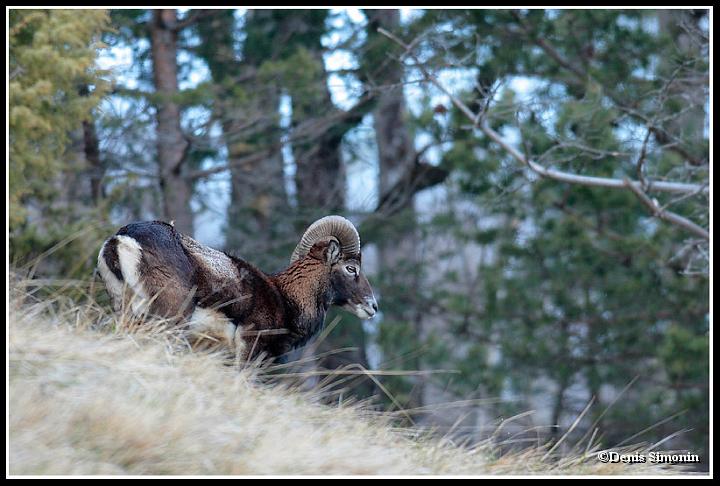 Mouflon mâle - Trièves