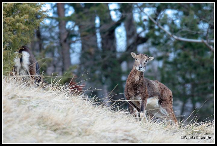 Jeune mouflon