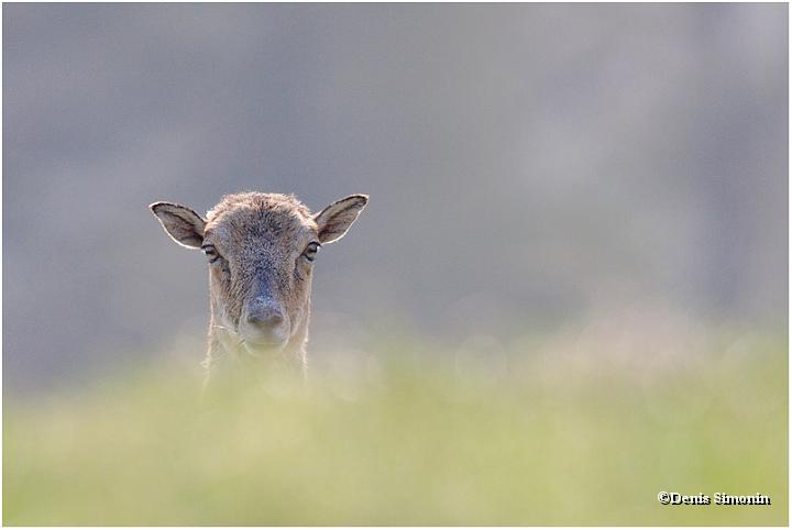 Femelle mouflon