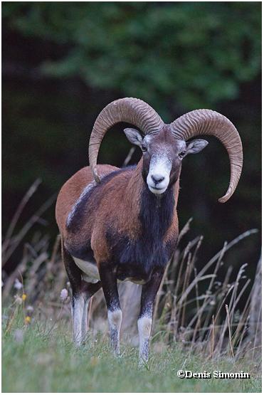 Portrait de mouflon mâle