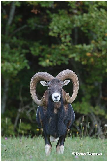 Portrait de mouflon mâle