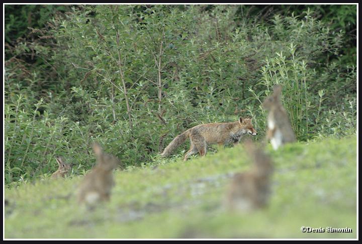 Renard au milieu de lapins