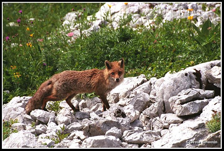 renard en montagne