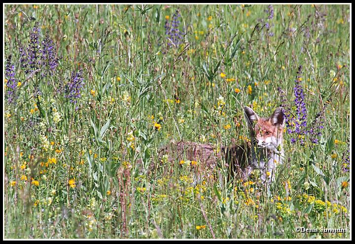 renard dans les fleurs