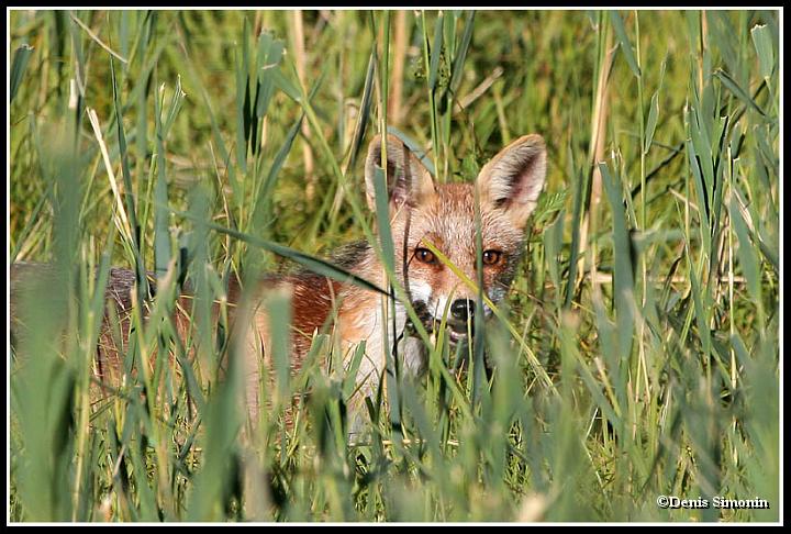 renard avec mulot