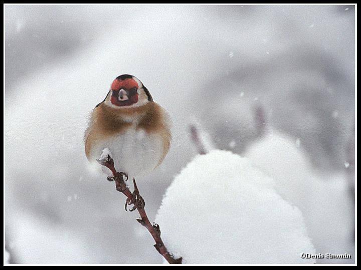 Chardonneret élégant sous la neige