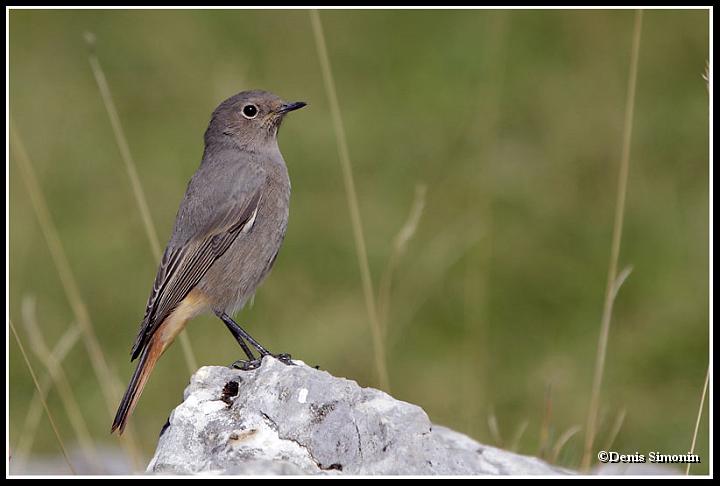 Rouge-queue noir femelle