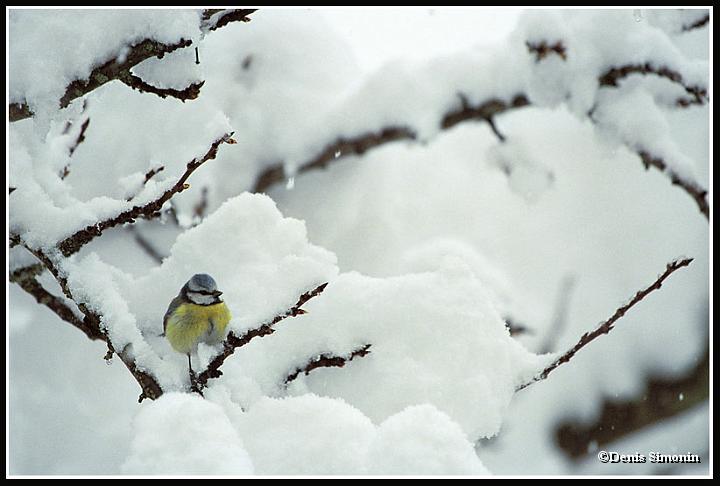 Mésange bleue en hiver