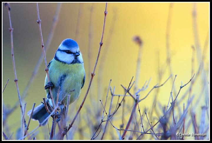 Mésange bleue