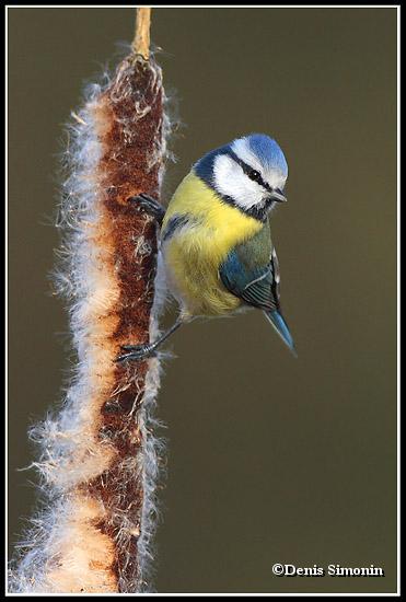 Mésange bleue