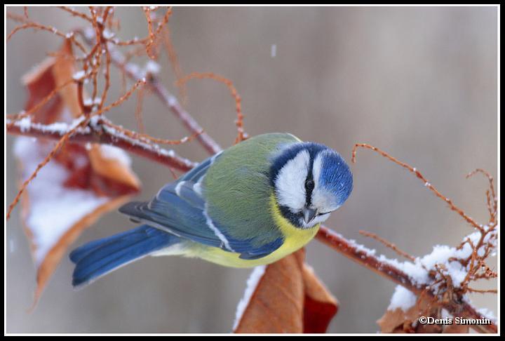 Mésange bleue