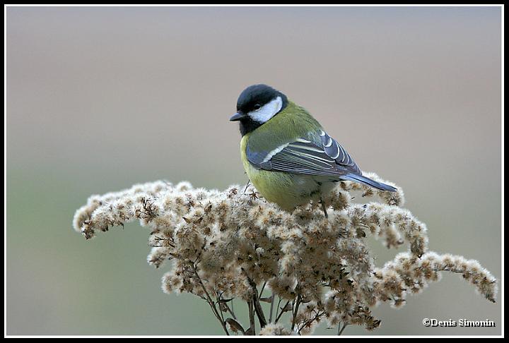 Mésange charbonnière