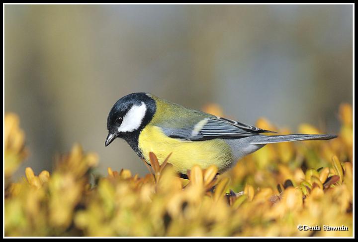 Mésange charbonnière
